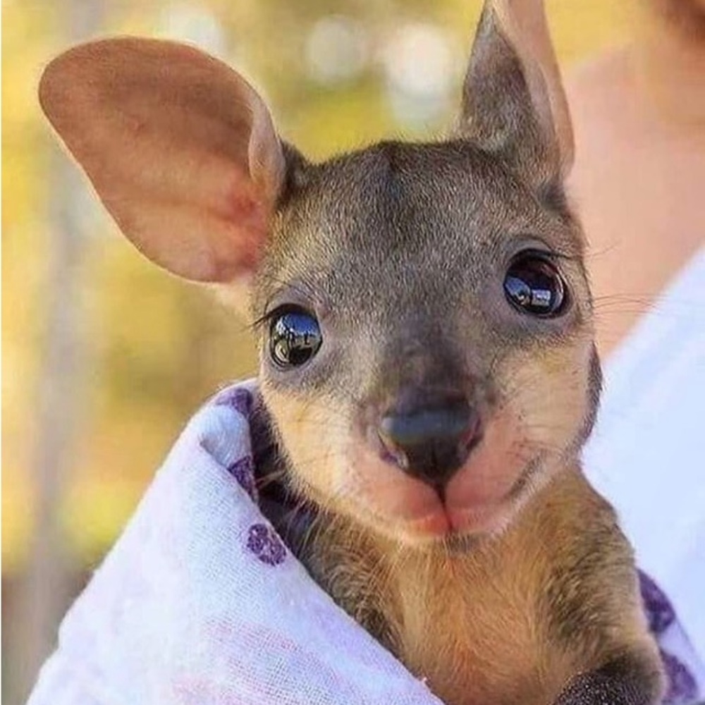 Meet your Posher, Nicky